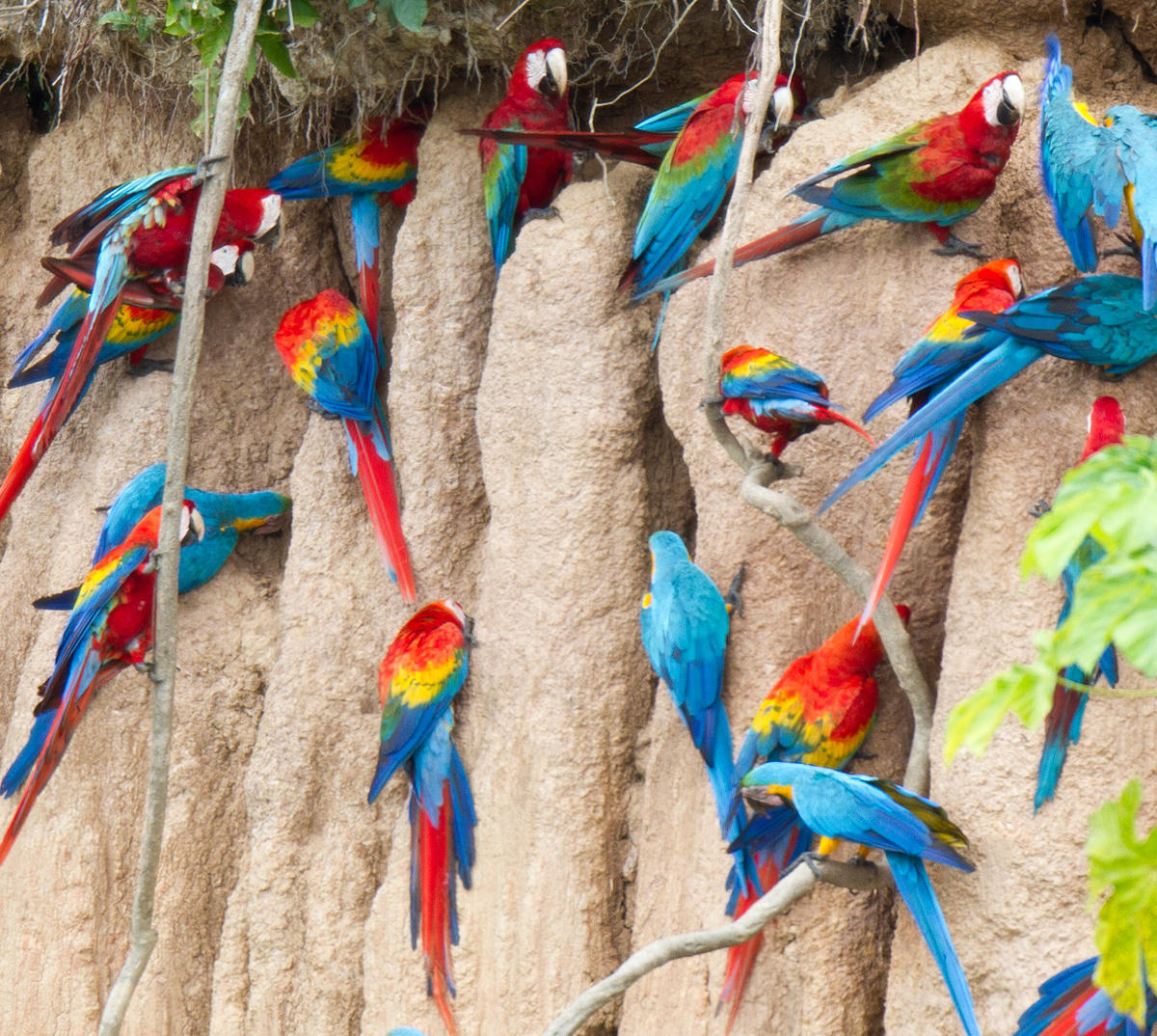 Women's Travel Club Amazon Rainforest Adventure - Macaw Clay Lick