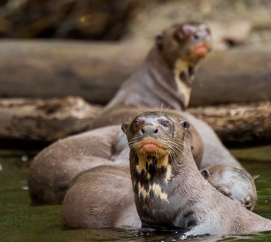Women's Travel Club Amazon Rainforest Adventure - Giant River Otters