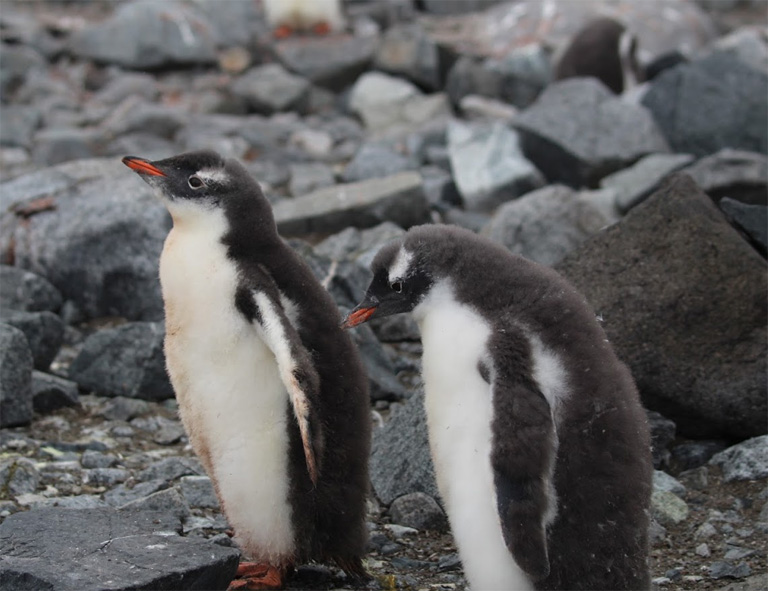 Women's Travel Club Antarctic Expedition - Gentoo Penguin