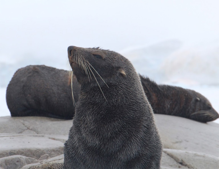 Women's Travel Club Antarctic Expedition - Fur Seals