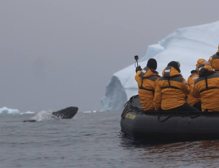 Women's Travel Club Antarctic Expedition - Humpback Whale