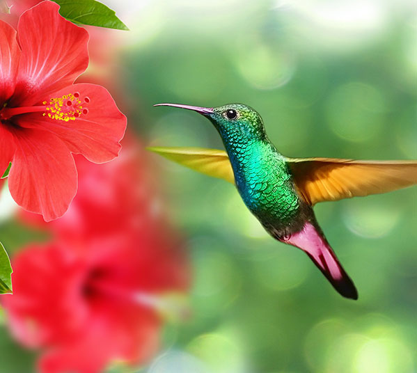 Women's Travel Club Ecuador Adventure - Hummingbird Sanctuary