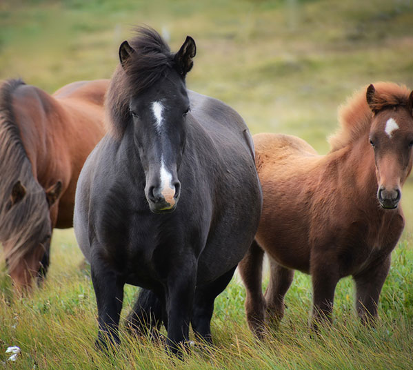 Women's Travel Club Iceland Tour - Icelandic Pony