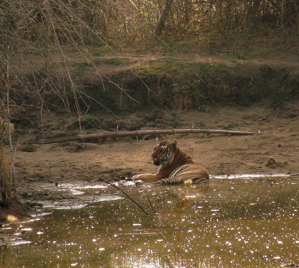 Women's Travel Club India Tiger Safari - Jim's Jungle Retreat