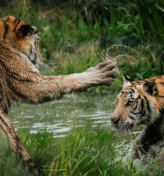Women's Travel Club Tiger Safari in India