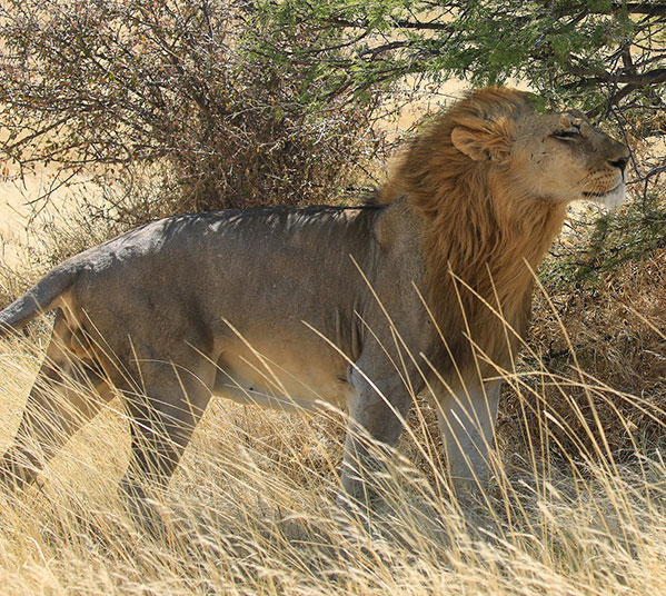 Women's Travel Club Namibia Safari