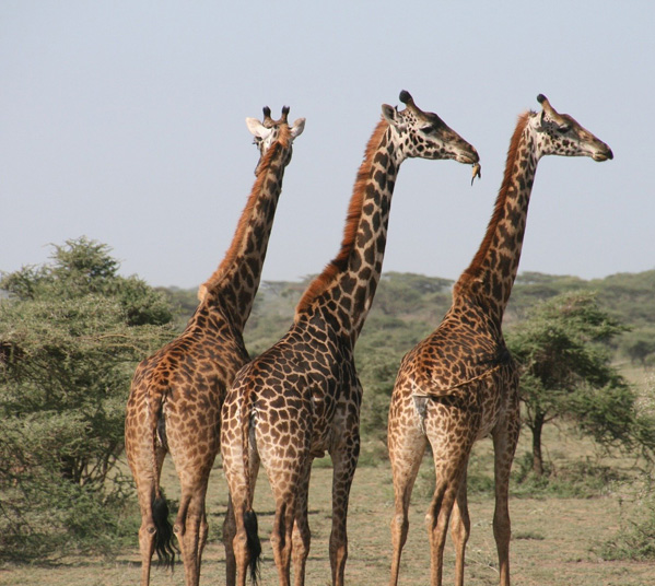 Women's Travel Club Tanzania Northern Serengeti Migration Safari - Lake Manyara National Park