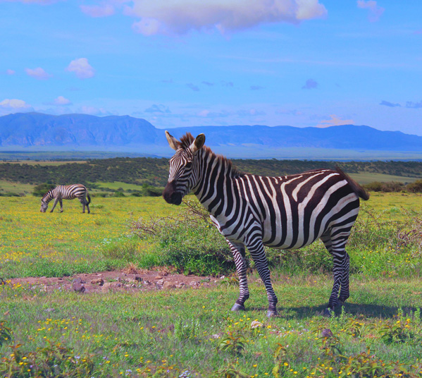 Women's Travel Club Tanzania Northern Serengeti Migration Safari - Ngorongoro Crater