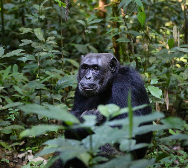 Women's Travel Club Uganda & Rwanda Gorilla Trek & Safari - Kibale National Park
