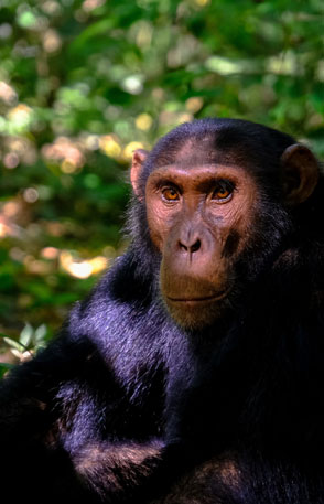 Women's Travel Club Uganda & Rwanda Gorilla Trek & Safari