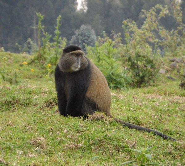 Women's Travel Club Uganda & Rwanda Gorilla Trek & Safari  