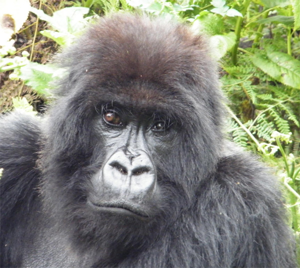 Women's Travel Club Uganda & Rwanda Gorilla Trek & Safari - Golden Monkey 